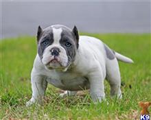 american pit bull puppy posted by Exotic Bully